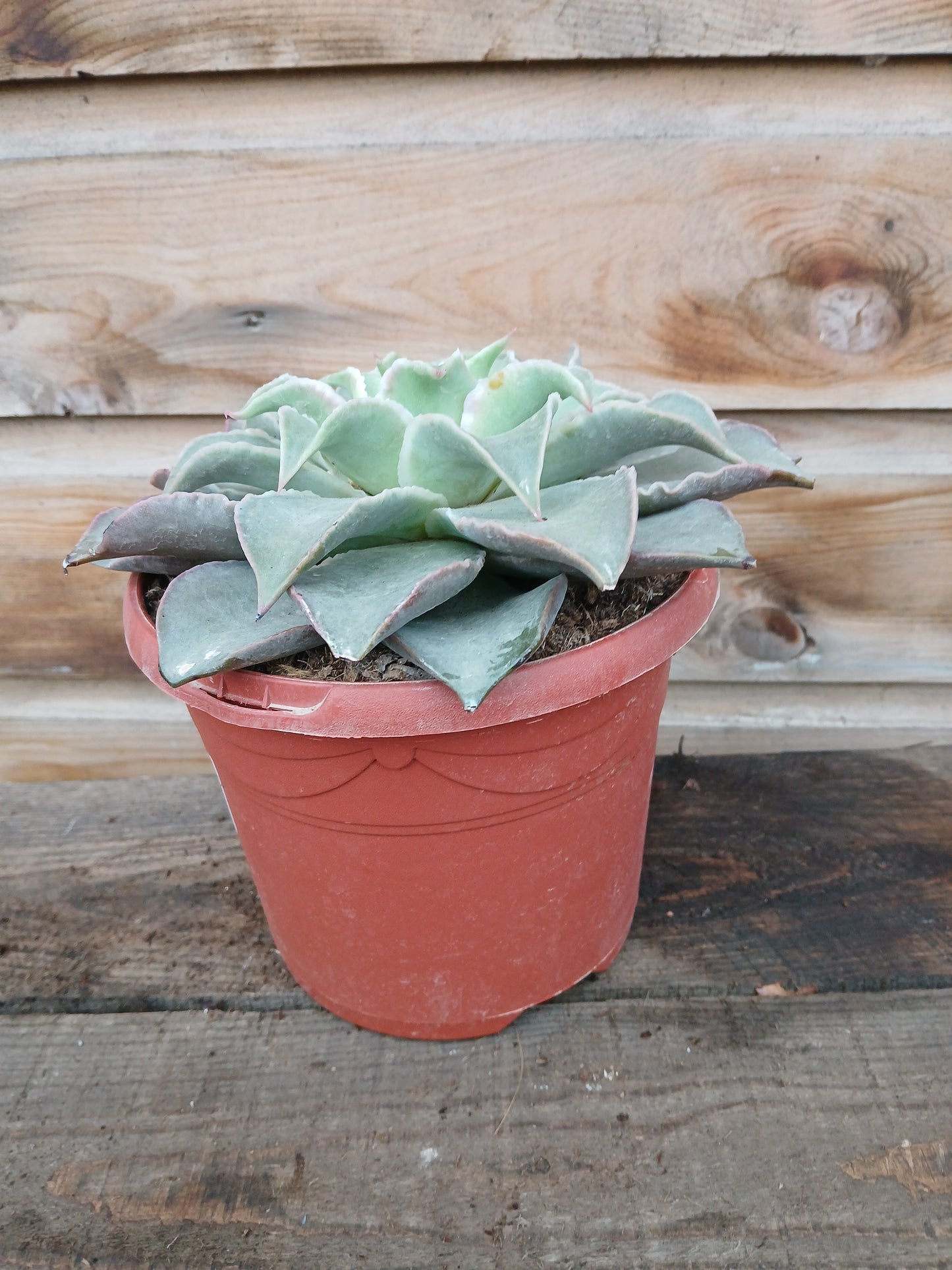 Echeveria mix / P17-Easy Garden Centre