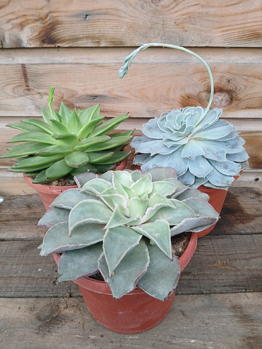 Echeveria mix / P17-Easy Garden Centre