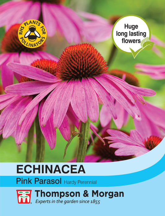 Echinacea Pink Parasol