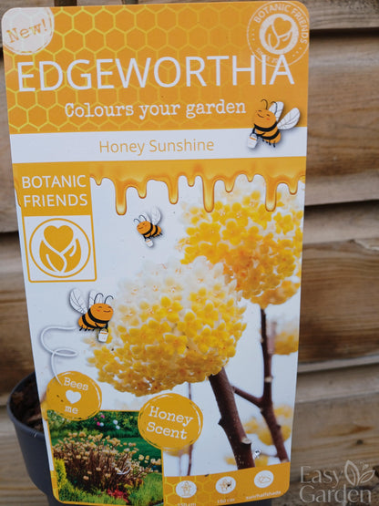 Edgeworthia chrysantha 'Honey Sunshine’ / 1.5Ltr-Easy Garden Centre