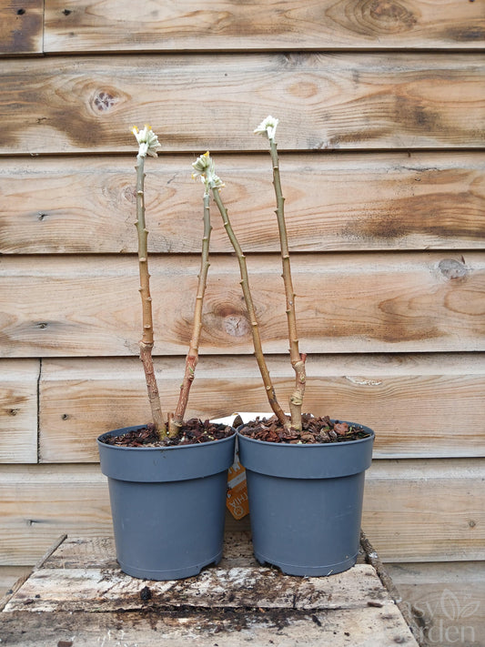 Edgeworthia chrysantha 'Honey Sunshine’ / 1.5Ltr-Easy Garden Centre
