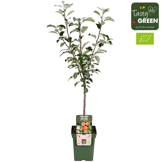 Apple (Organic Grown) - Malus domestica Elstar - 5ltr-Easy Garden Centre