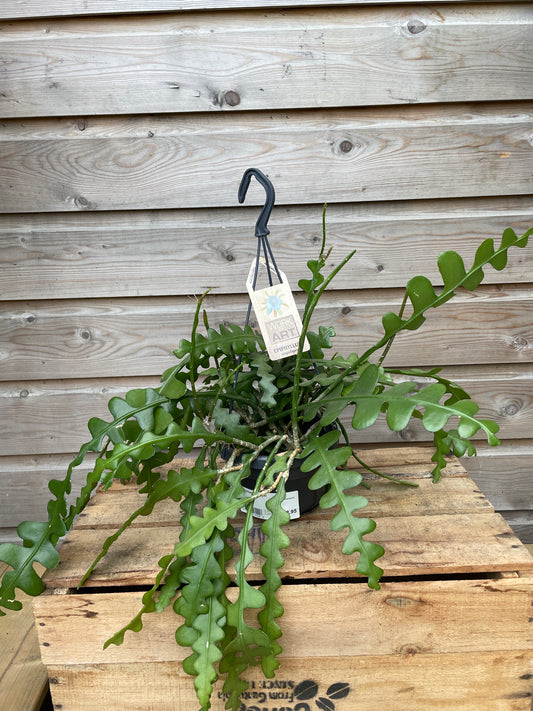 Hanging fishbone cactus plant with a tag against a wooden background