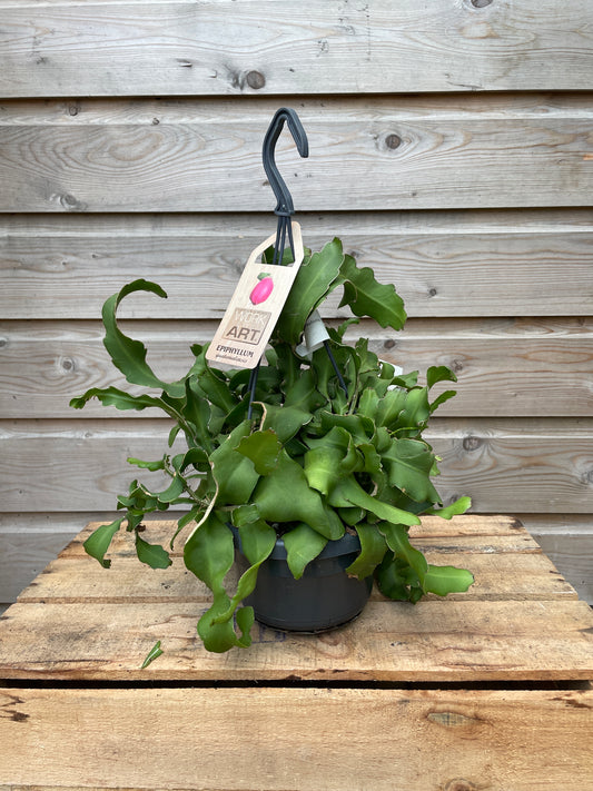 Hanging cactus epiphillum guatamalense