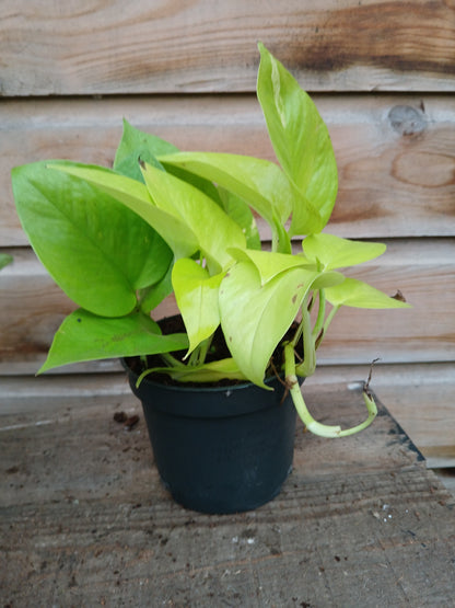 Epipremnum mix / P12-Easy Garden Centre