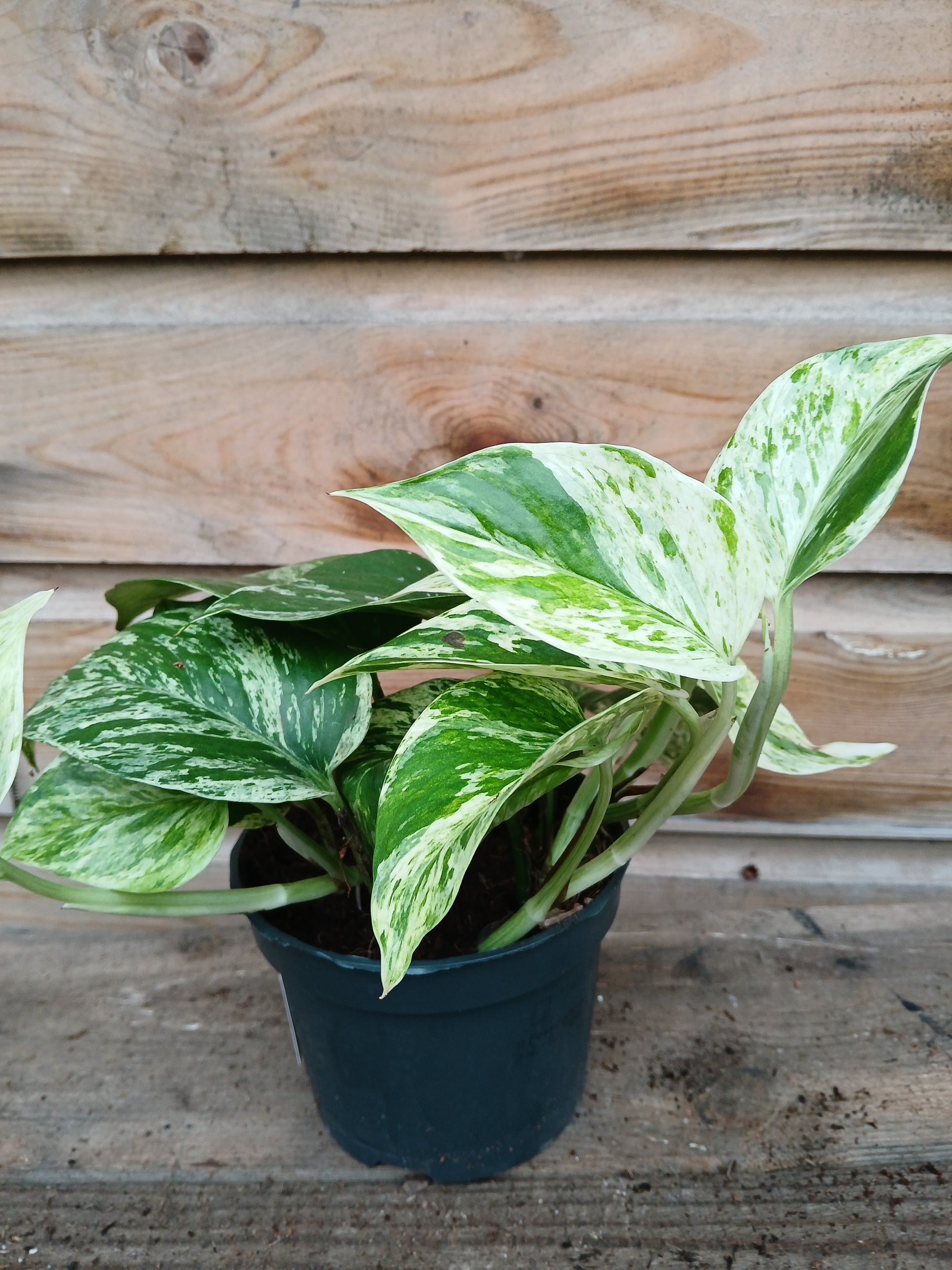 Epipremnum mix / P12-Easy Garden Centre