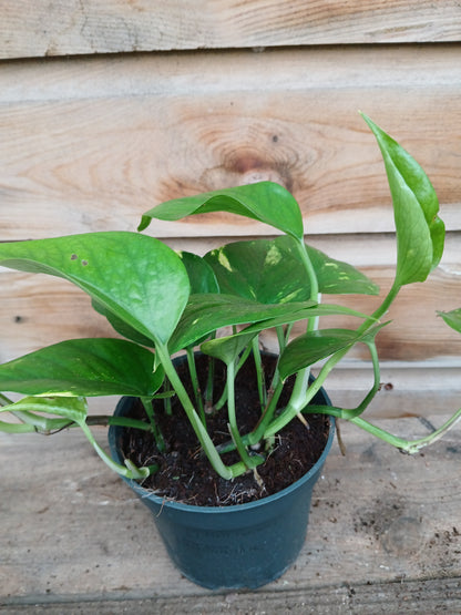 Epipremnum mix / P12-Easy Garden Centre