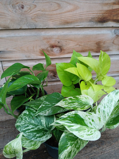 Epipremnum mix / P12-Easy Garden Centre