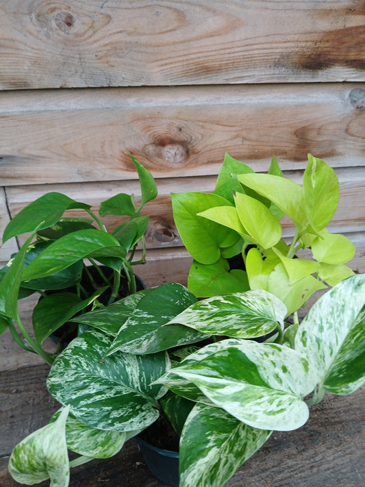 Epipremnum mix / P12-Easy Garden Centre