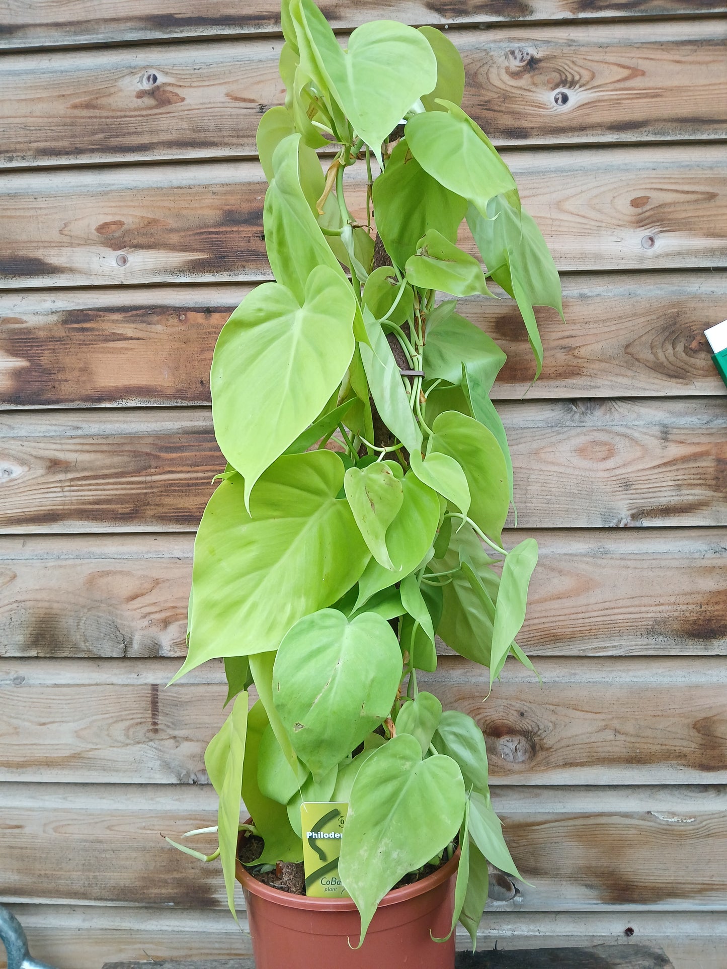 Epipremnum mix / P19 + biodegradable pole-Easy Garden Centre