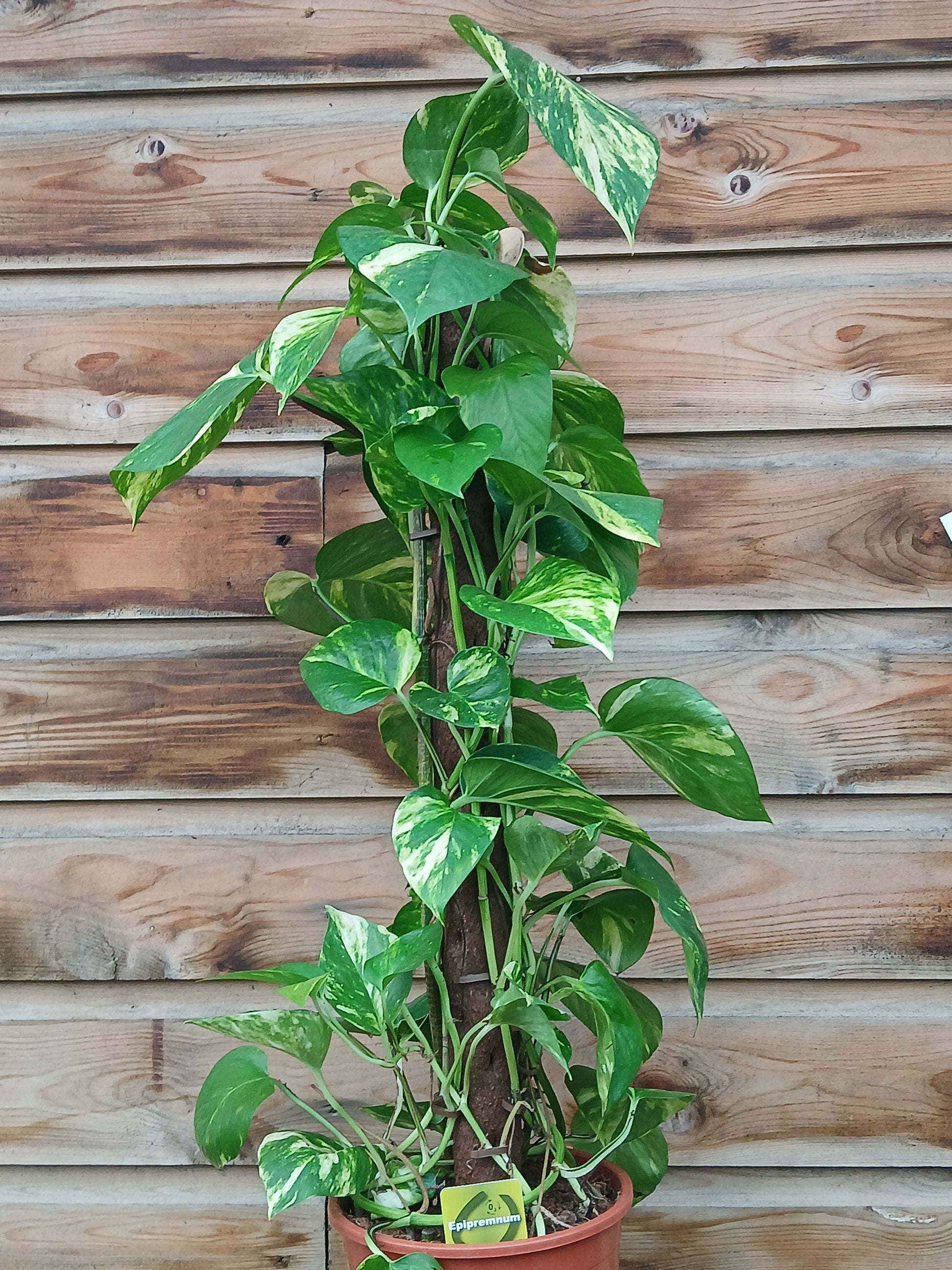 Epipremnum mix / P19 + biodegradable pole-Easy Garden Centre