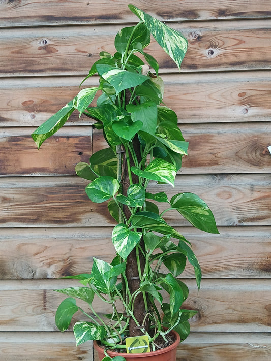 Epipremnum mix / P19 + biodegradable pole-Easy Garden Centre
