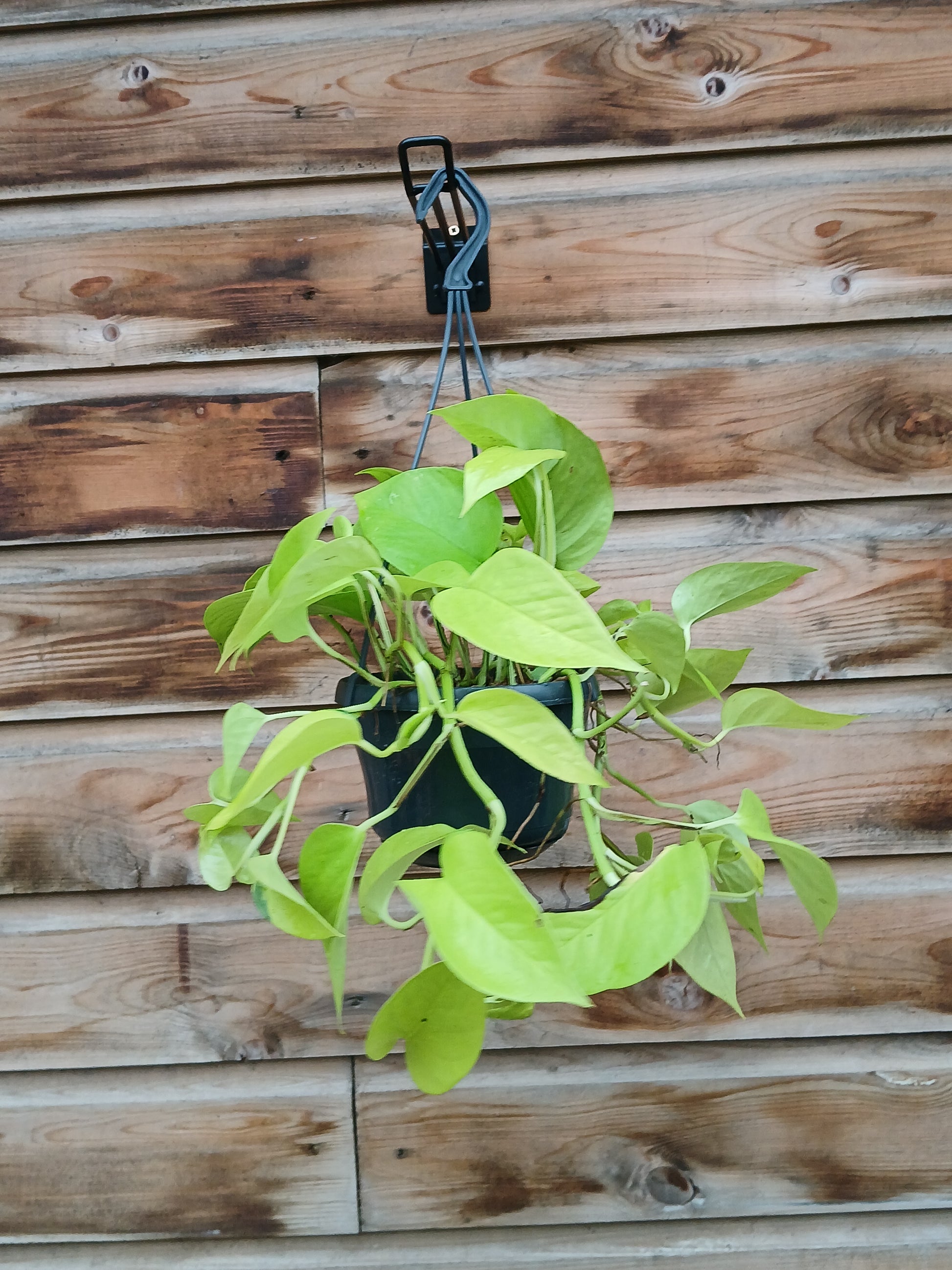 Epipremnum pinn. 'Golden Photos'(h) / P15, hanging pot-Easy Garden Centre