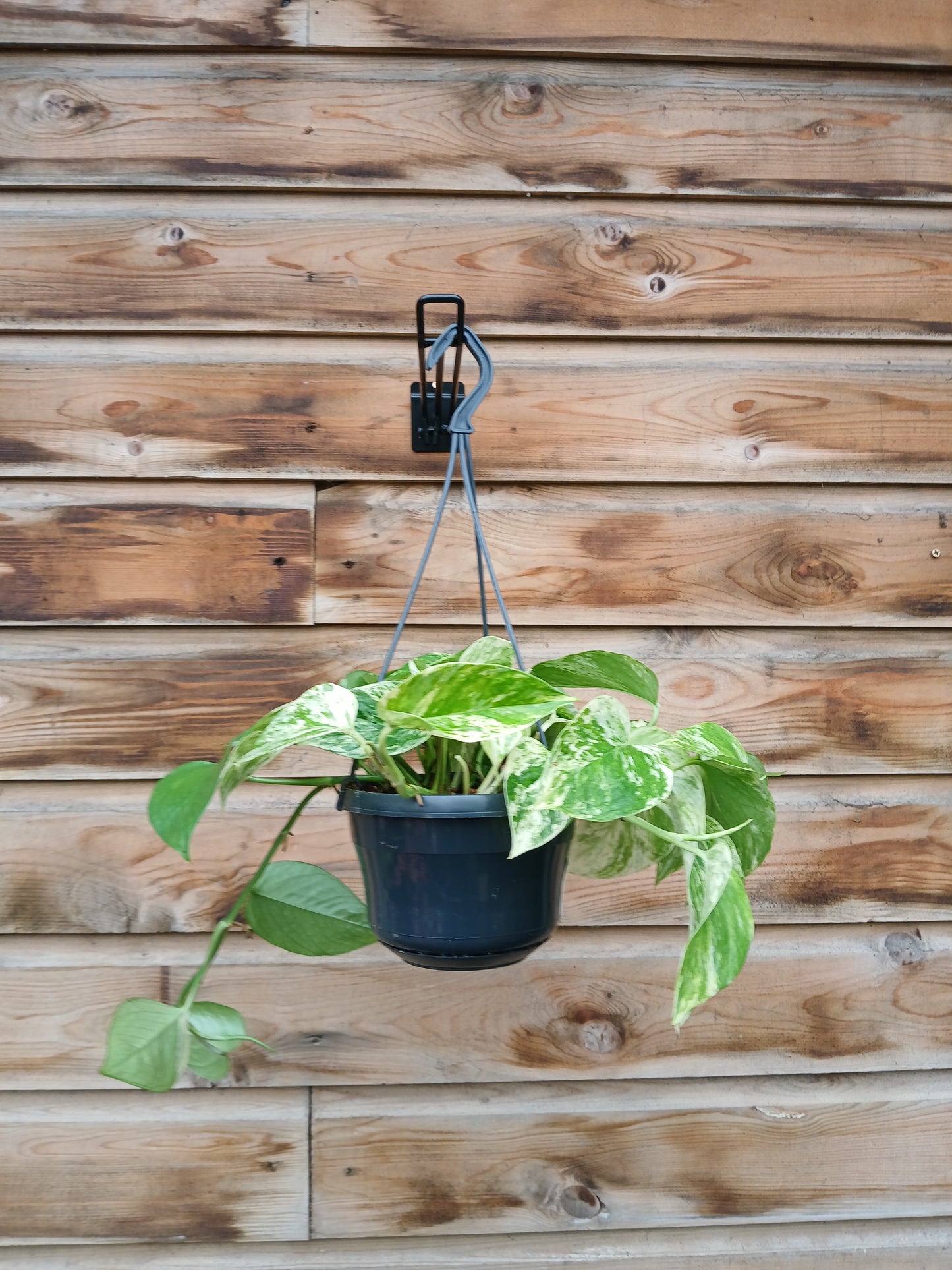 Epipremnum pinn. 'Marble Queen'² / P15, hanging pot-Easy Garden Centre