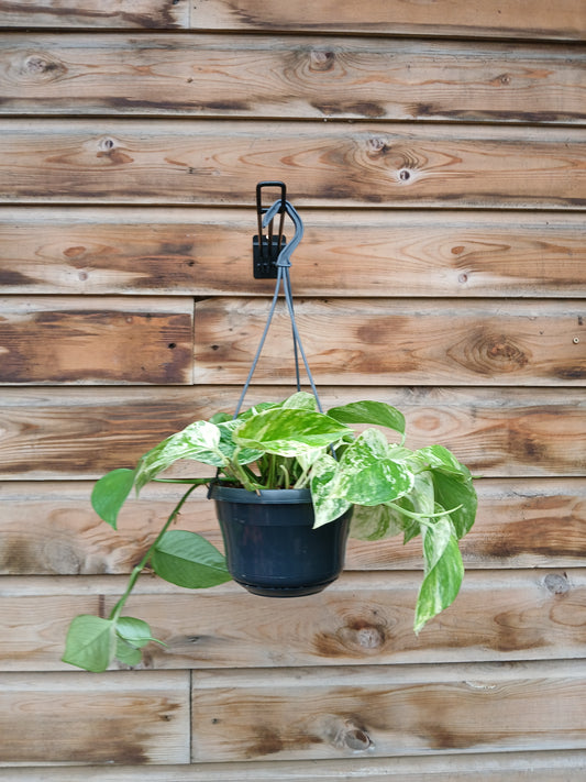 Epipremnum pinn. 'Marble Queen'² / P15, hanging pot-Easy Garden Centre