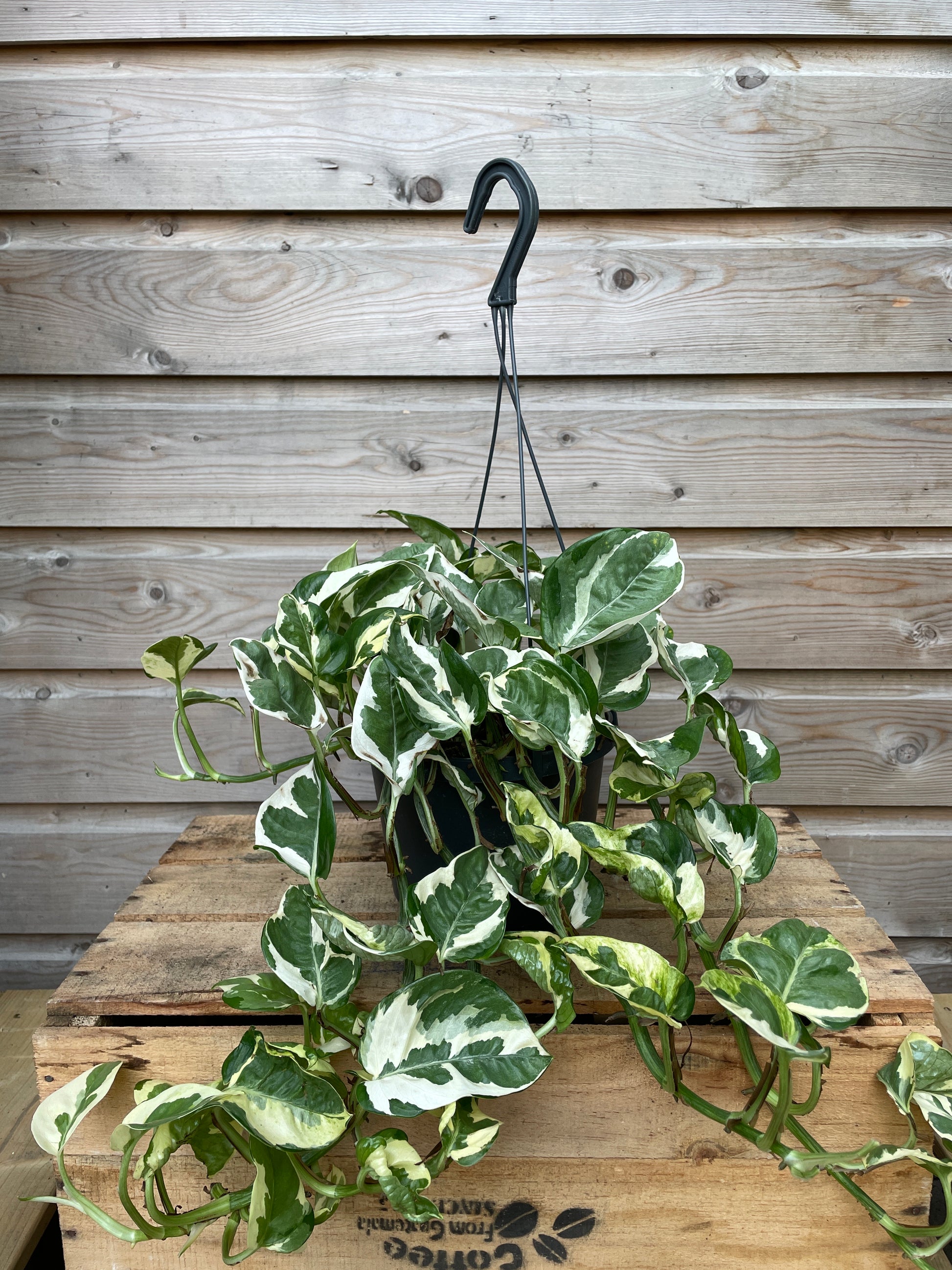 Epipremnum aureum 'N'Joy' / P18, hanging pot-Easy Garden Centre