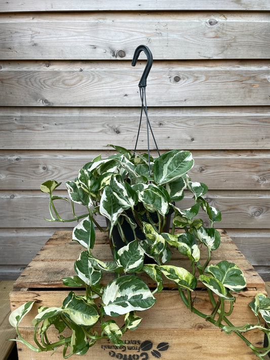 Epipremnum aureum 'N'Joy' / P18, hanging pot-Easy Garden Centre