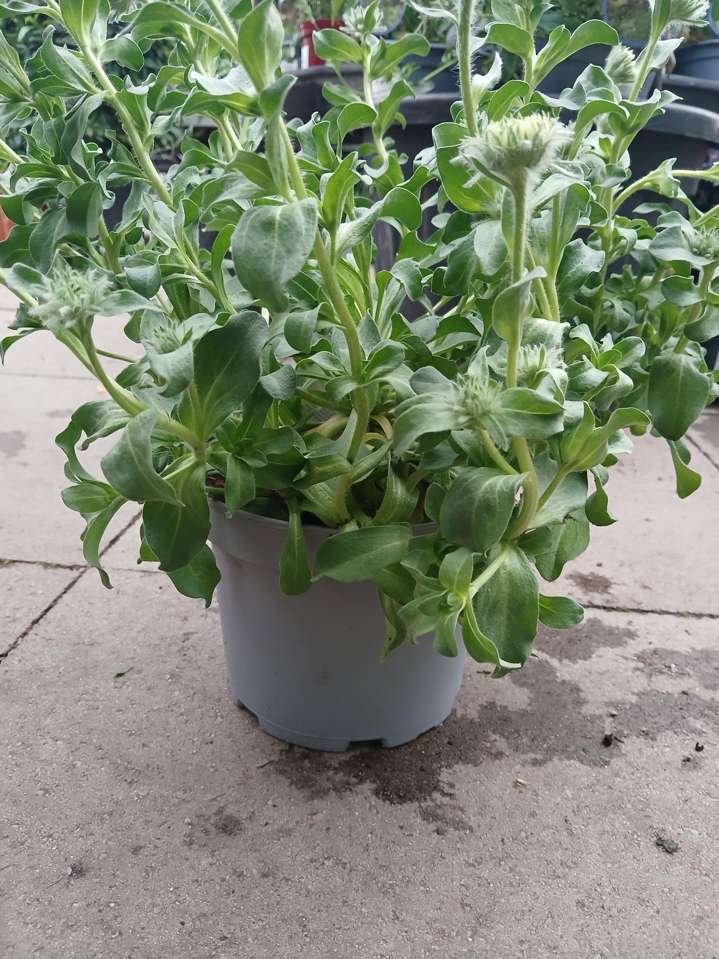 Erigeron Sea Breeze Mauve / 3 lt.-Easy Garden Centre