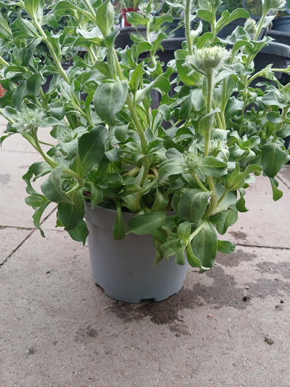 Erigeron Sea Breeze Mauve / 3 lt.-Easy Garden Centre