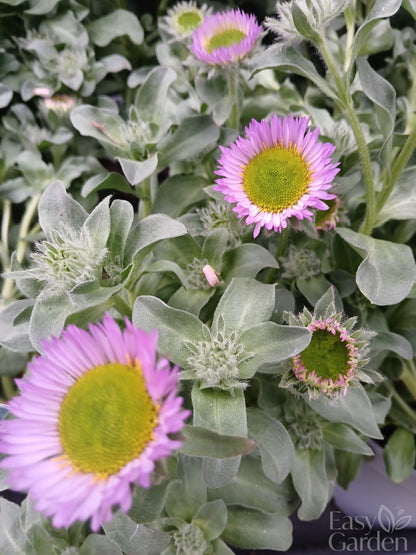 Erigeron Sea Breeze Mauve / 3 lt.-Easy Garden Centre