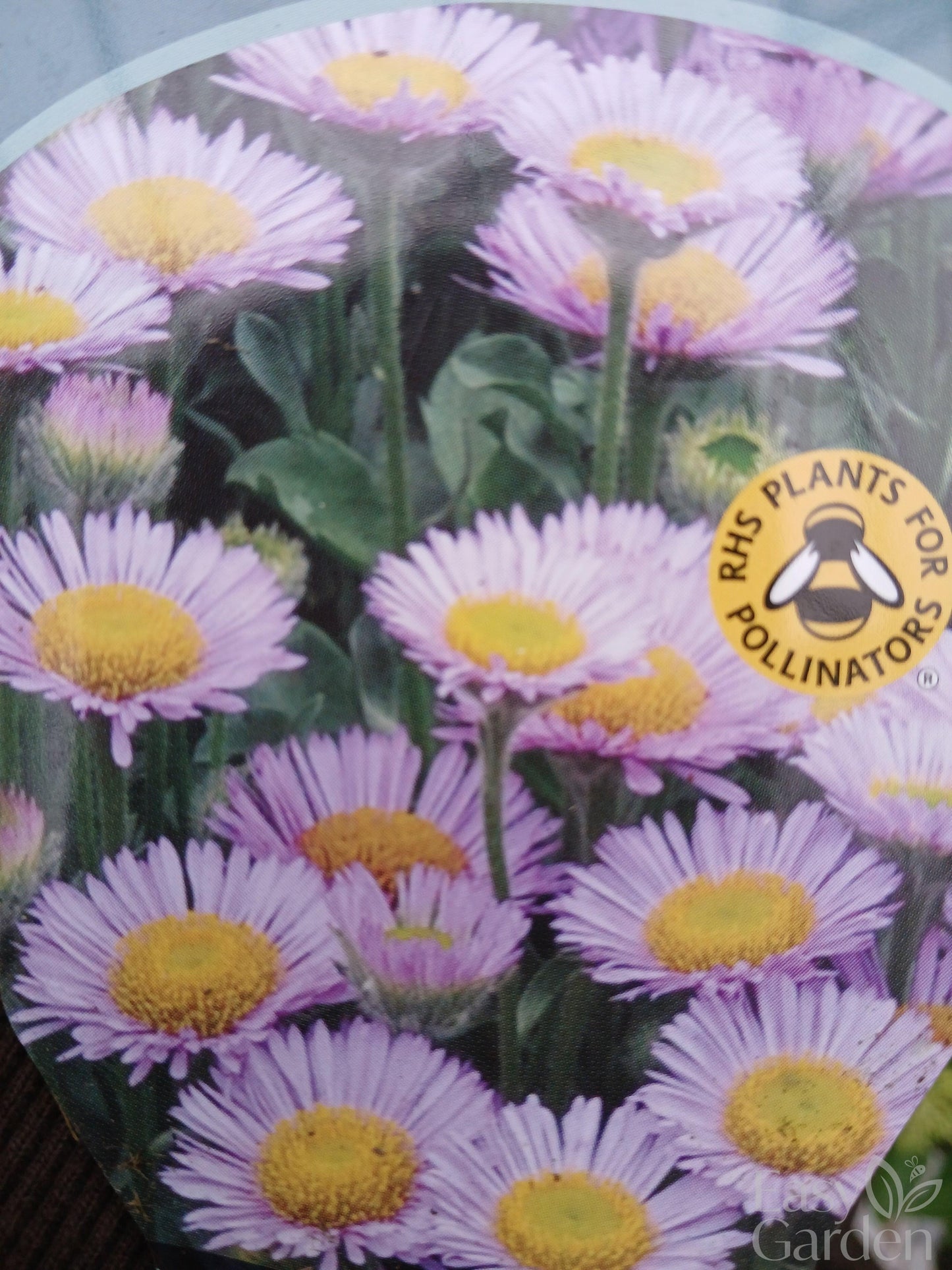 Erigeron Sea Breeze Mauve / 3 lt.-Easy Garden Centre