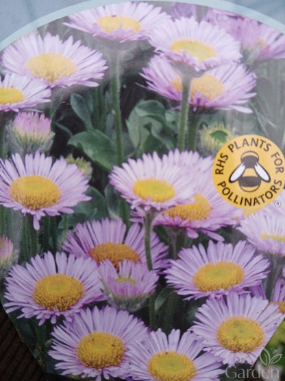 Erigeron Sea Breeze Mauve / 3 lt.-Easy Garden Centre
