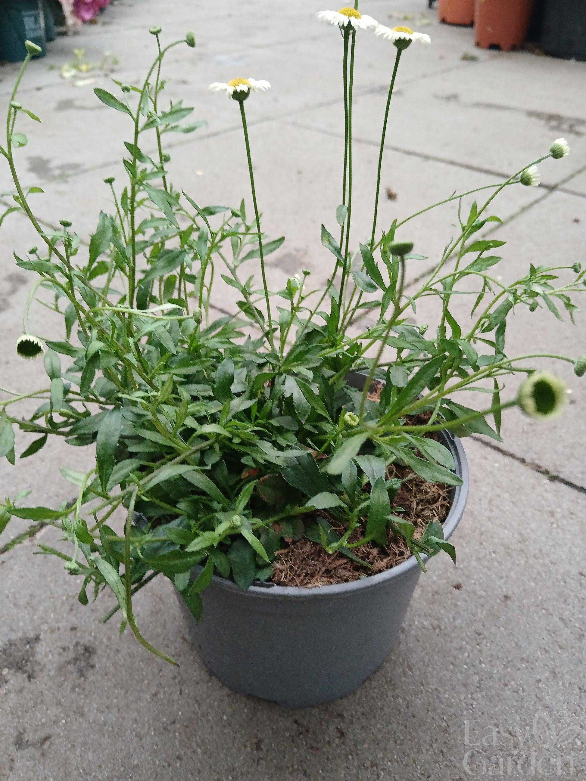 Erigeron Stallone / 2 lt.-Easy Garden Centre