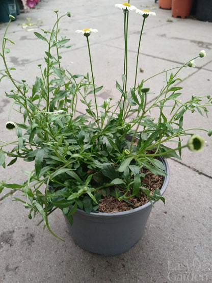 Erigeron Stallone / 2 lt.-Easy Garden Centre