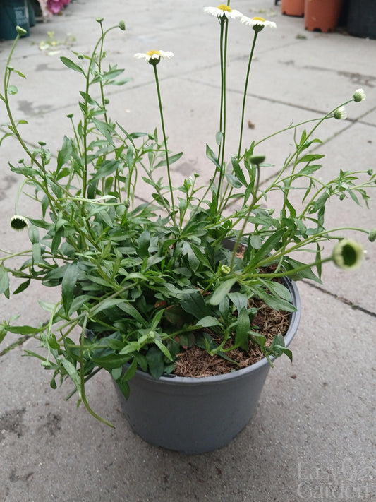 Erigeron Stallone / 2 lt.-Easy Garden Centre