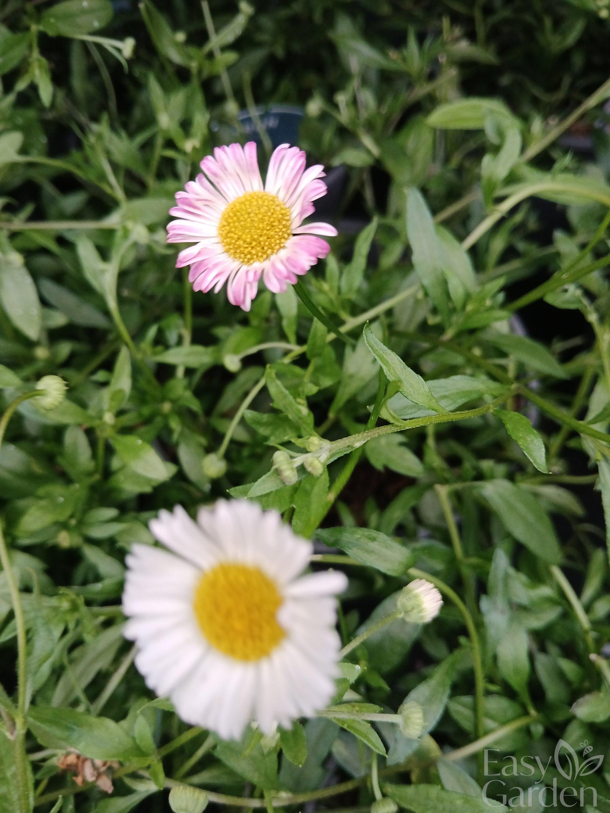 Erigeron Stallone / 2 lt.-Easy Garden Centre