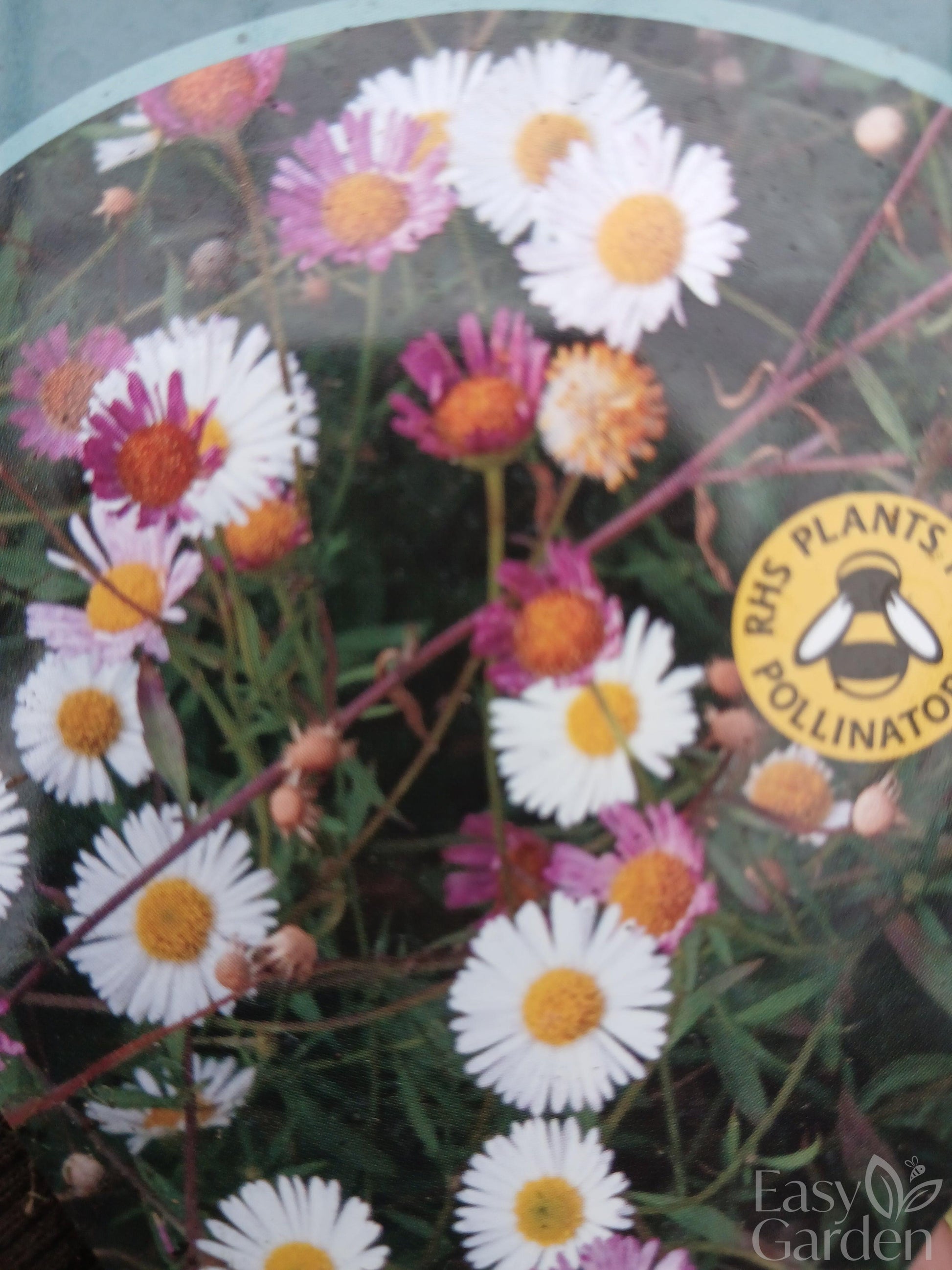 Erigeron Stallone / 2 lt.-Easy Garden Centre