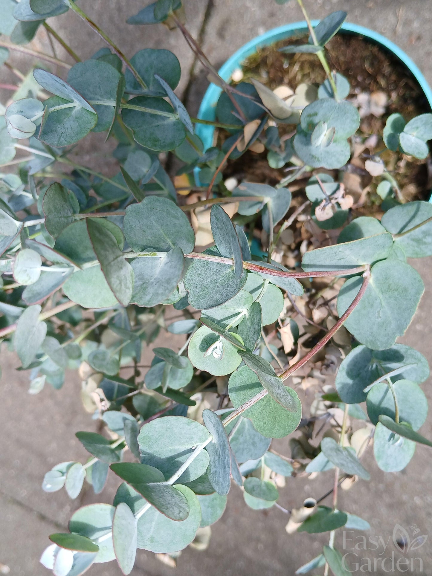 Eucalyptus gunnii 'Azura' (PBR) / P15-STRUIK-Easy Garden Centre