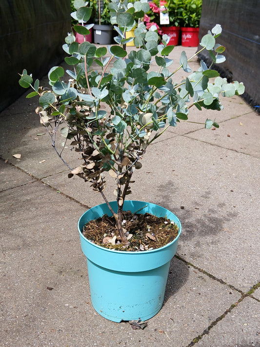 Eucalyptus gunnii 'Azura' (PBR) / P15-STRUIK-Easy Garden Centre