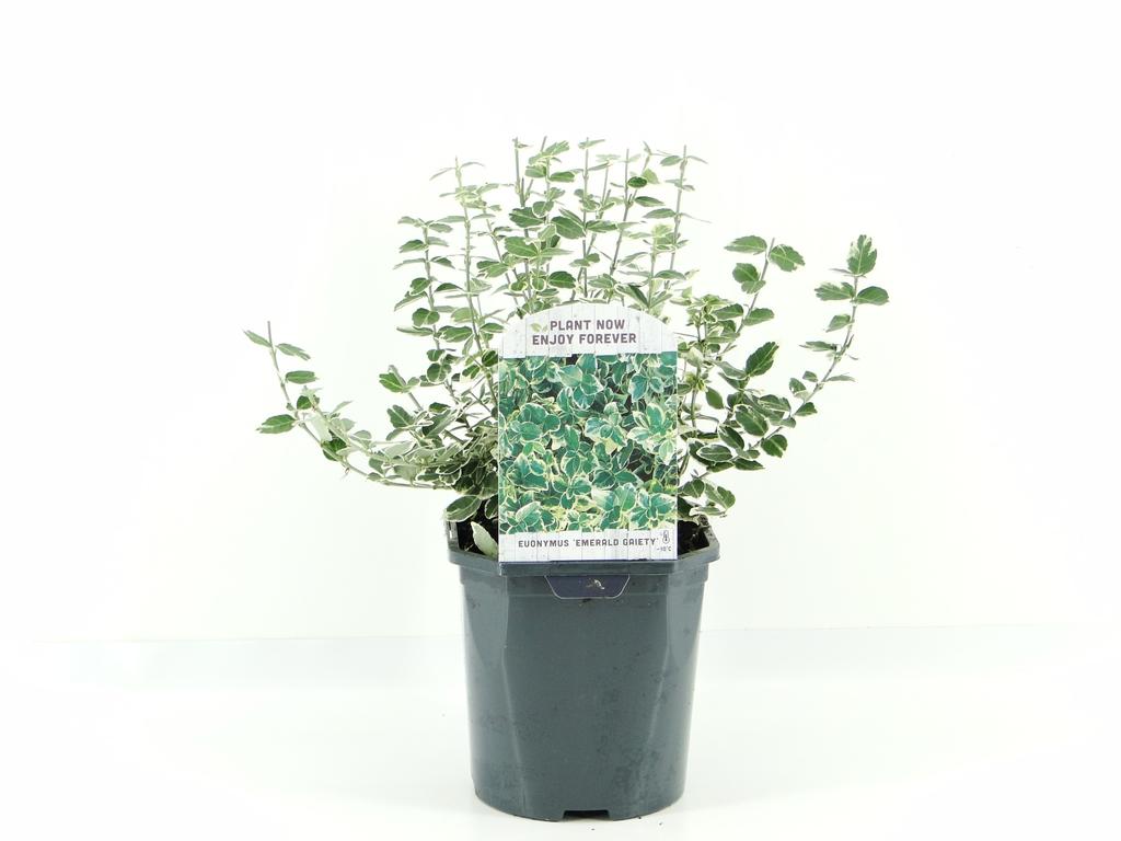 Euonymus fort. Emerald 'n Gaiety / 2ltr