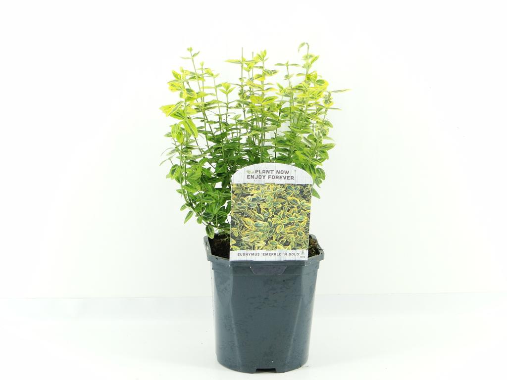 Euonymus fortunei ‘Emerald ’n’ Gold' / 2ltr