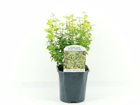 Euonymus fortunei ‘Emerald ’n’ Gold' / 2ltr