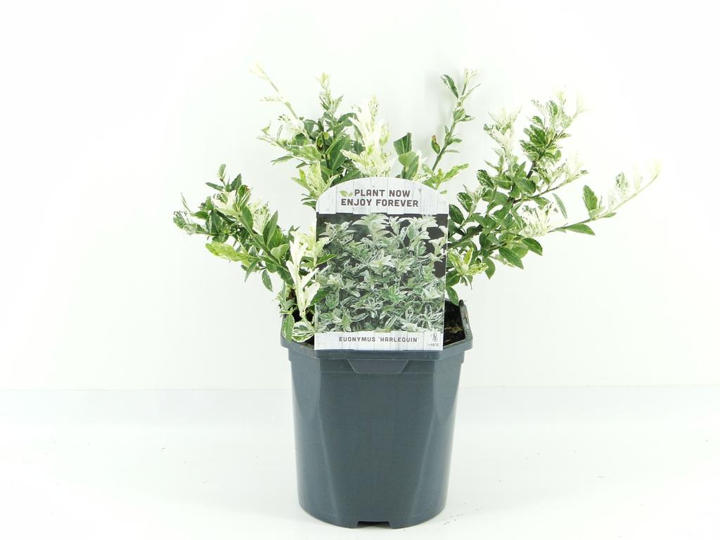 Euonymus fortunei ‘Harlequin’ / 2 ltr