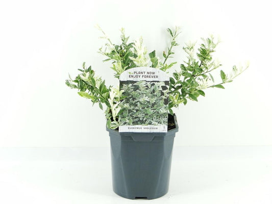 Euonymus fortunei ‘Harlequin’ / 2 ltr