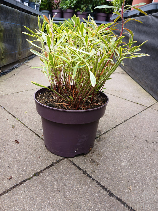 Euphorbia 'Ascot Rainbow' / 5.0-litre container-Easy Garden Centre
