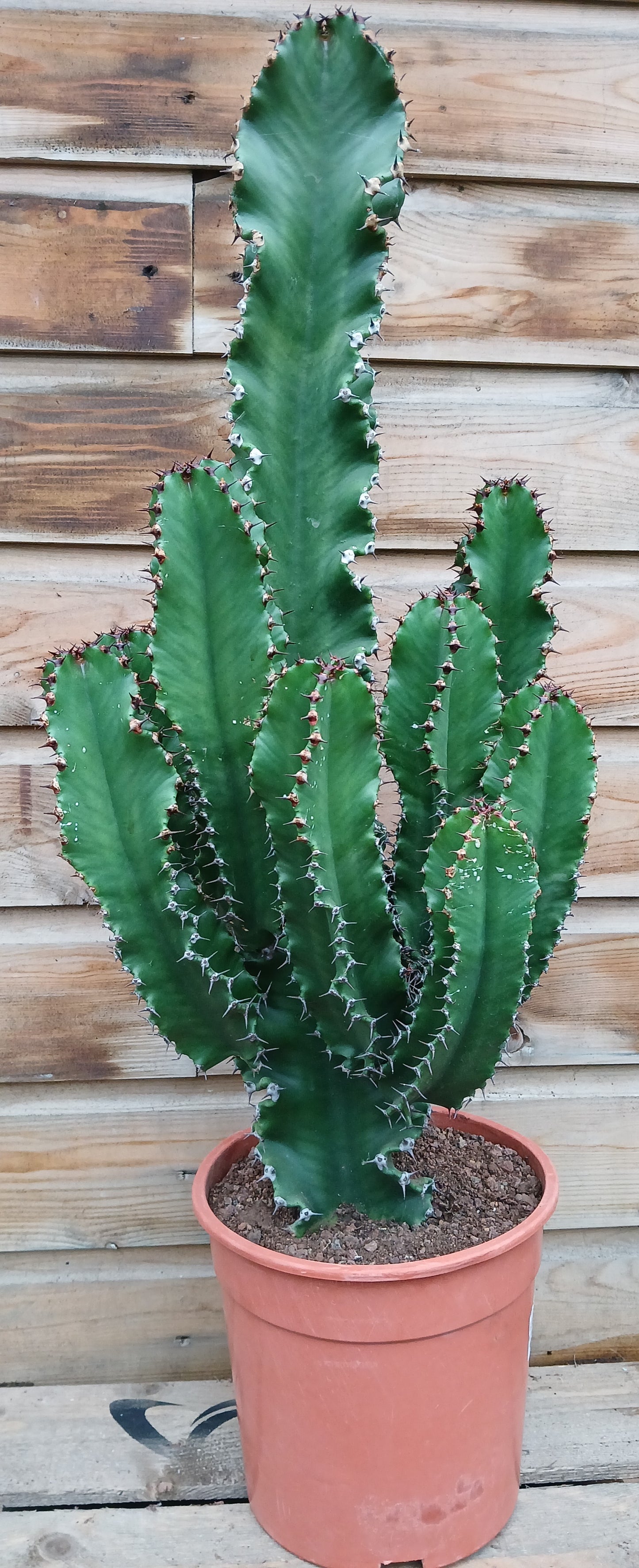 Euphorbia eritrea / P24-Easy Garden Centre