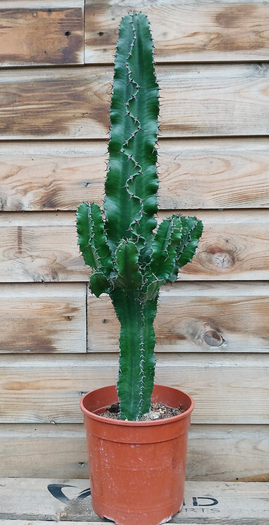 Euphorbia ingens / P21-Easy Garden Centre