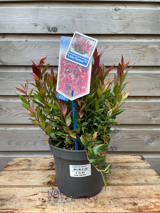 Leucothoe Little Flames / P17 (2 Ltr)