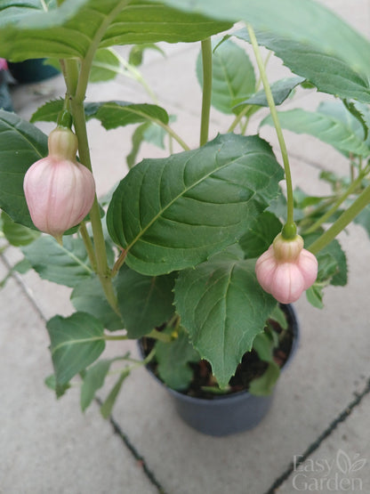 FUCHSIA Garden News / 2 Litre-Easy Garden Centre