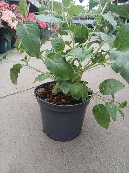 FUCHSIA Garden News / 2 Litre-Easy Garden Centre