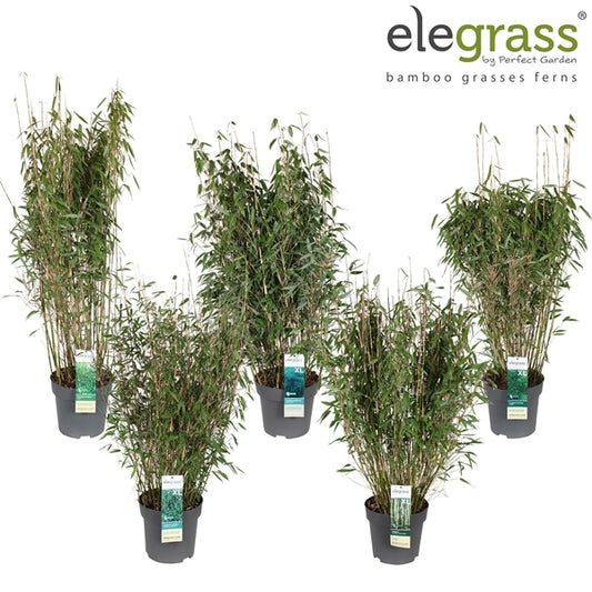 Fargesia (Bamboo) mix / 10ltr-Easy Garden Centre