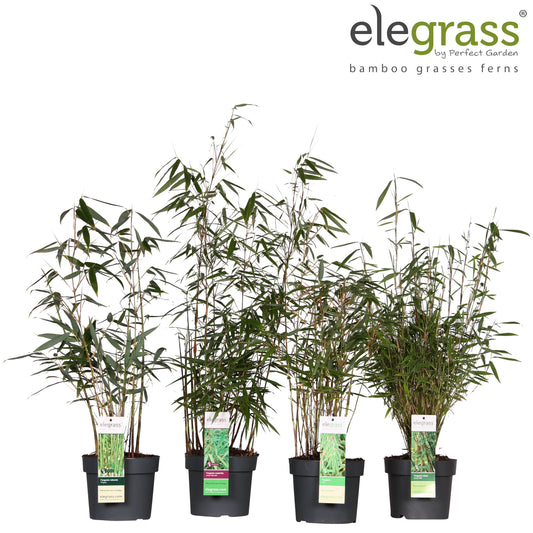 Fargesia (Bamboo) mix / 3 Ltr pot-Easy Garden Centre