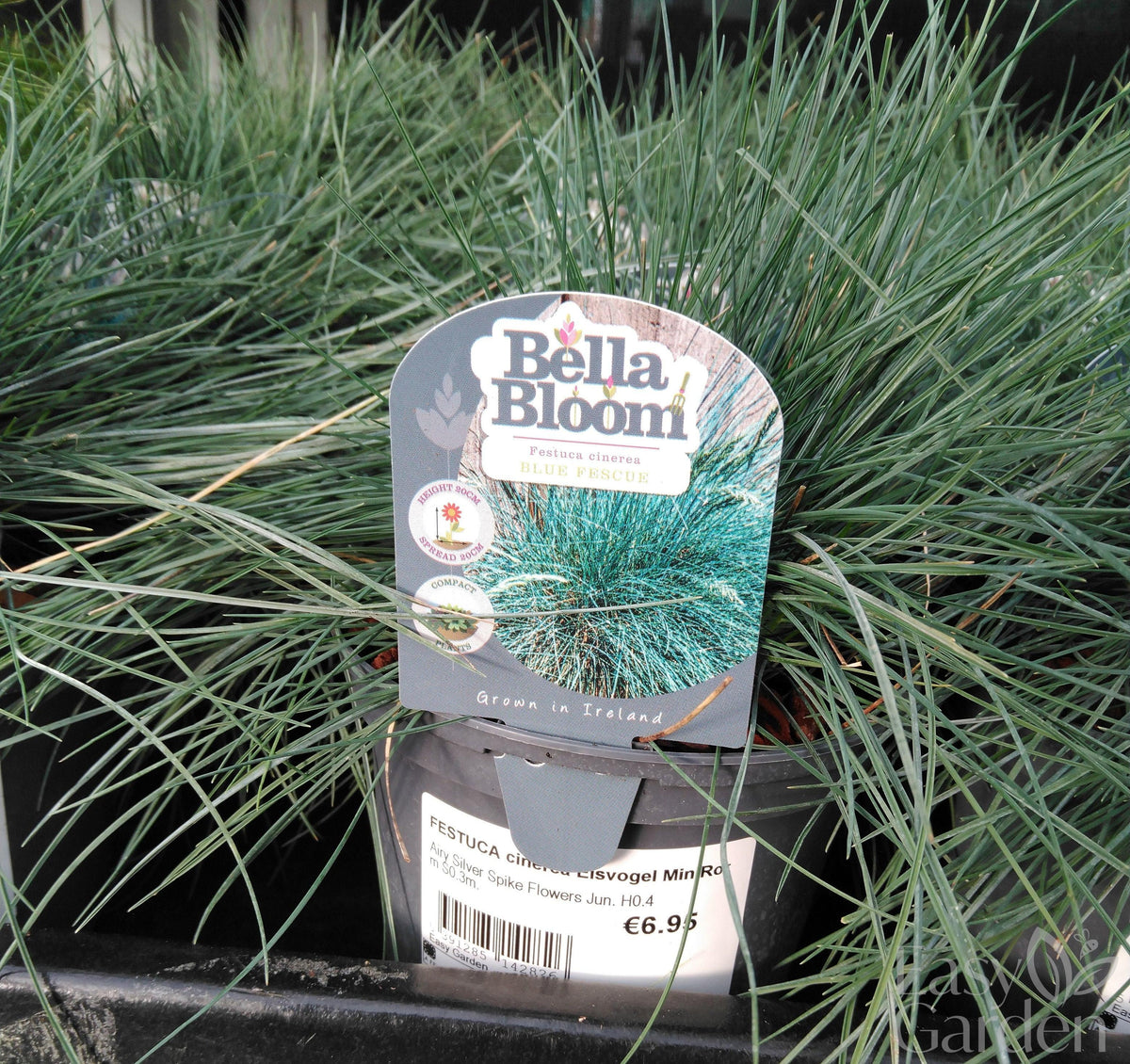 Festuca cinerea Eisvogel Minirooter / 1L-Easy Garden Centre