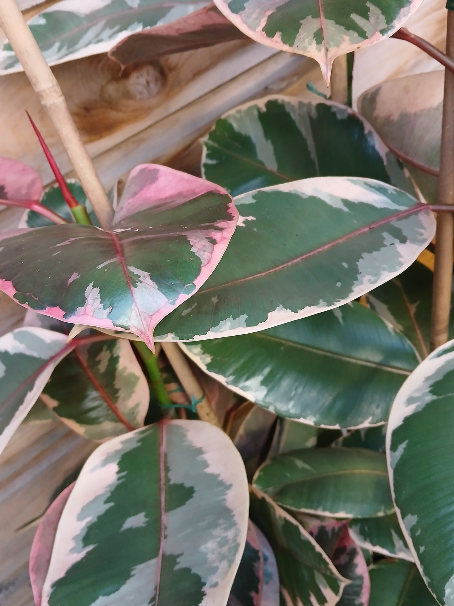 Ficus elastica 'Belize' / P27 / 140 CM-Easy Garden Centre