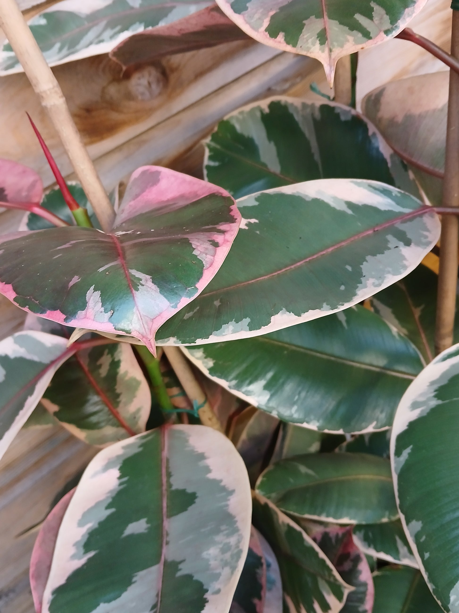 Ficus elastica 'Belize' / P27 / 140 CM-Easy Garden Centre