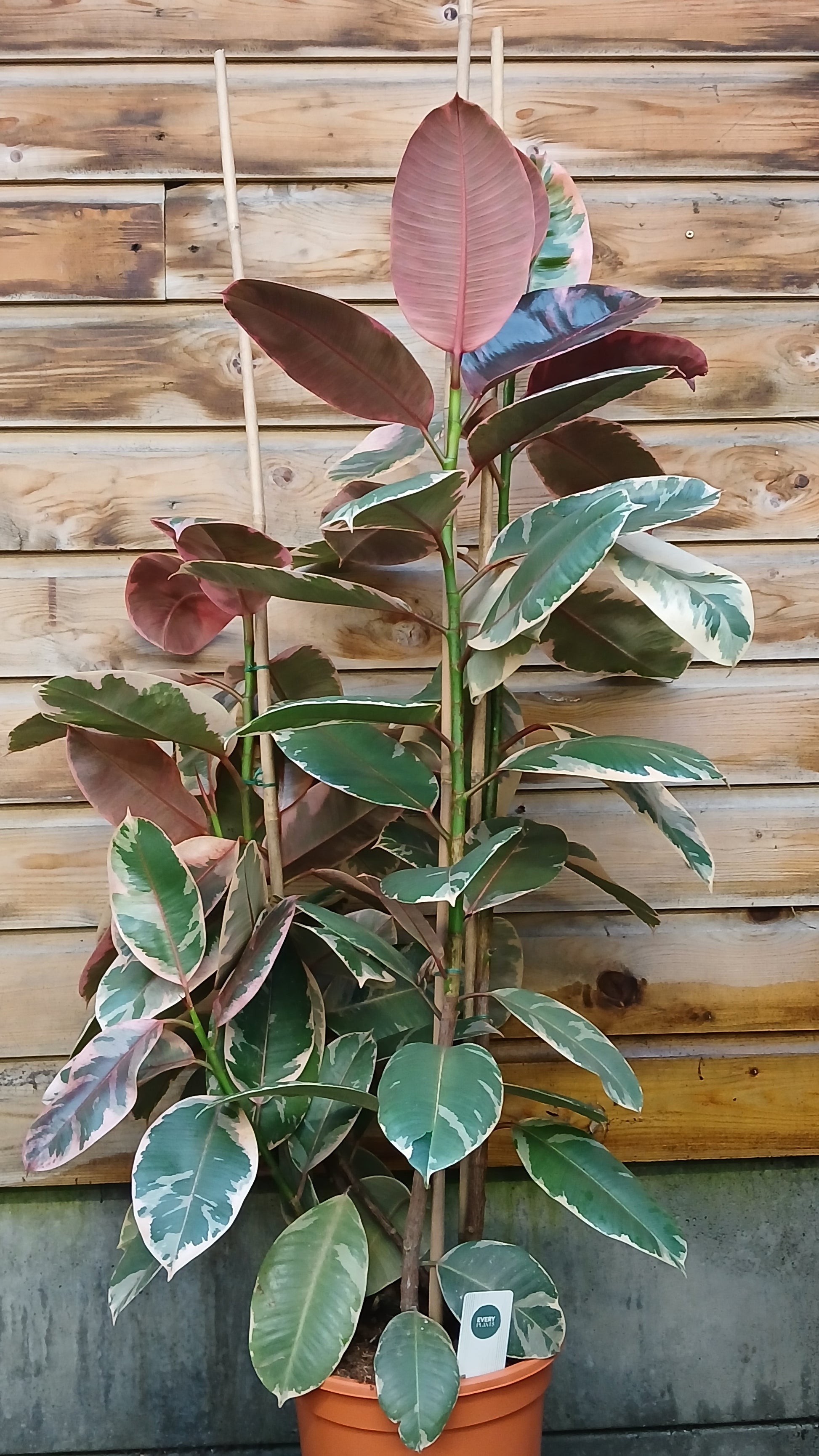 Ficus elastica 'Belize' / P27 / 140 CM-Easy Garden Centre